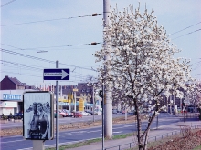 Magnolie # 1996, L.B. System Koeln-Muehlheim